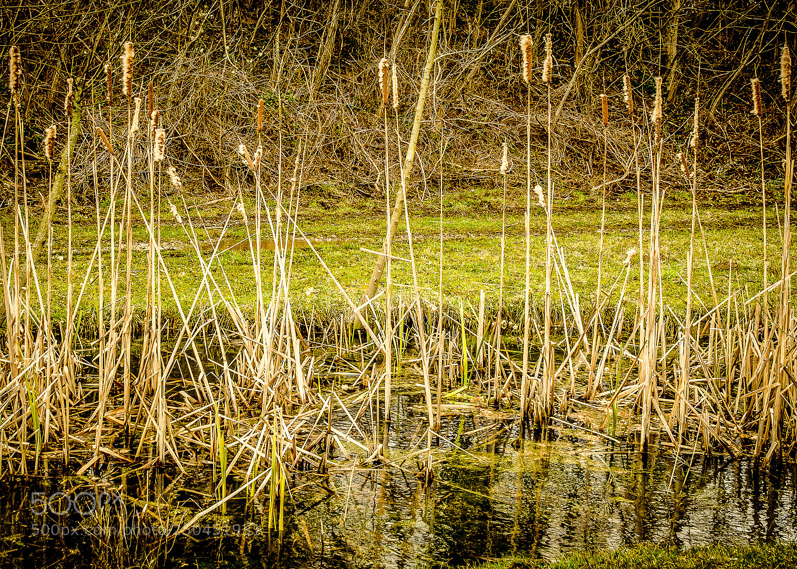 Nikon D7000 sample photo. Reeds photography