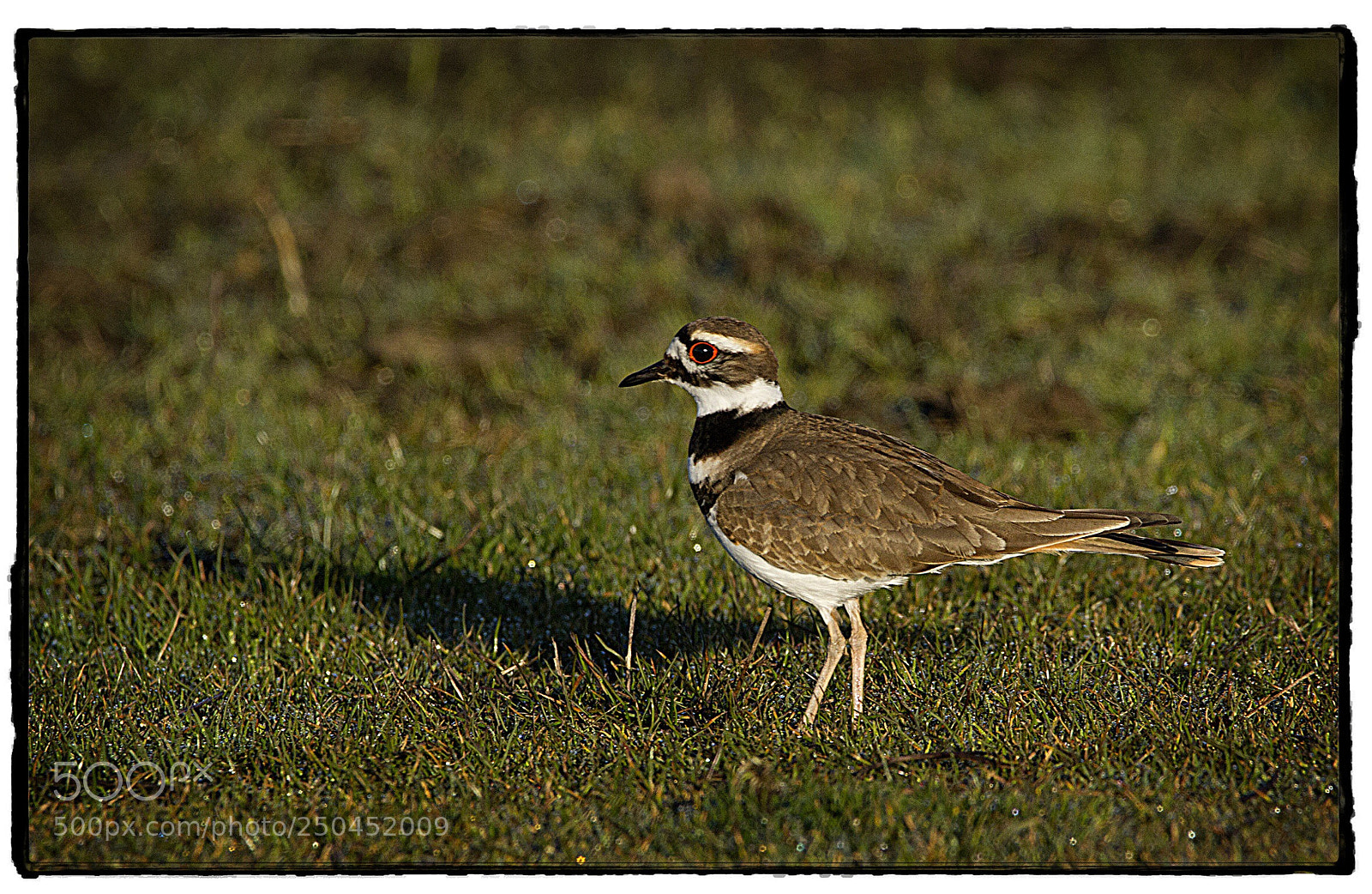 Canon EOS 7D sample photo. Killdeer  photography