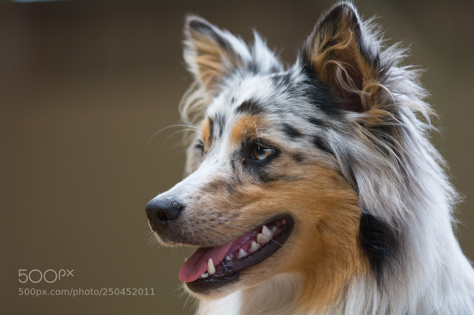 Nikon D7100 sample photo. Australian shepherd photography