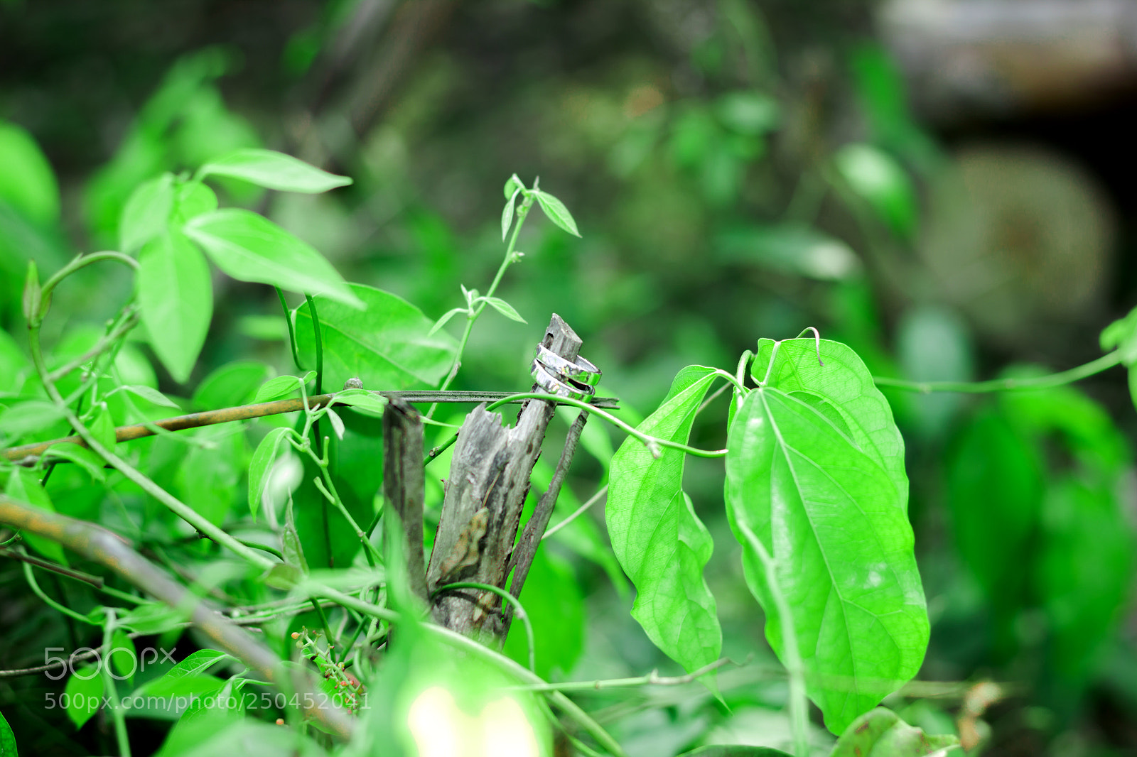 Canon EOS 550D (EOS Rebel T2i / EOS Kiss X4) sample photo. Img photography