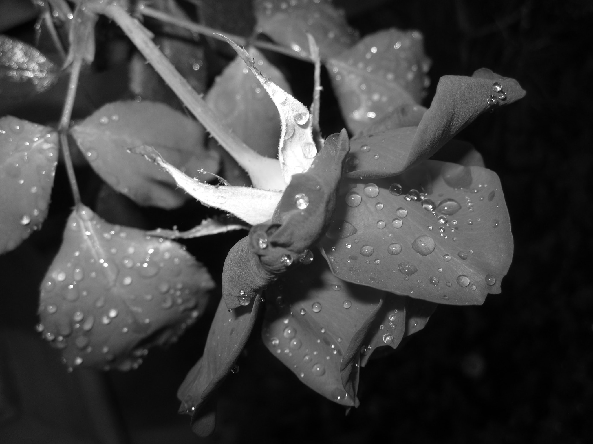 Canon PowerShot SD780 IS (Digital IXUS 100 IS / IXY Digital 210 IS) sample photo. Rosa photography