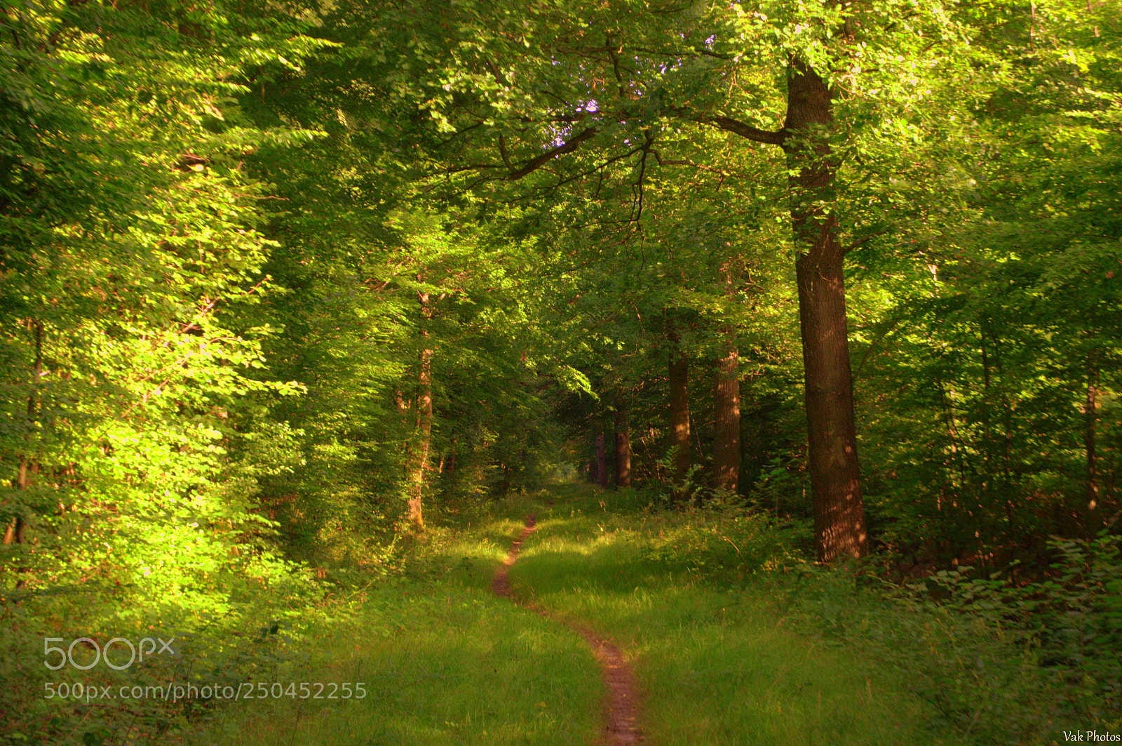 Nikon D3100 sample photo. Forest photography