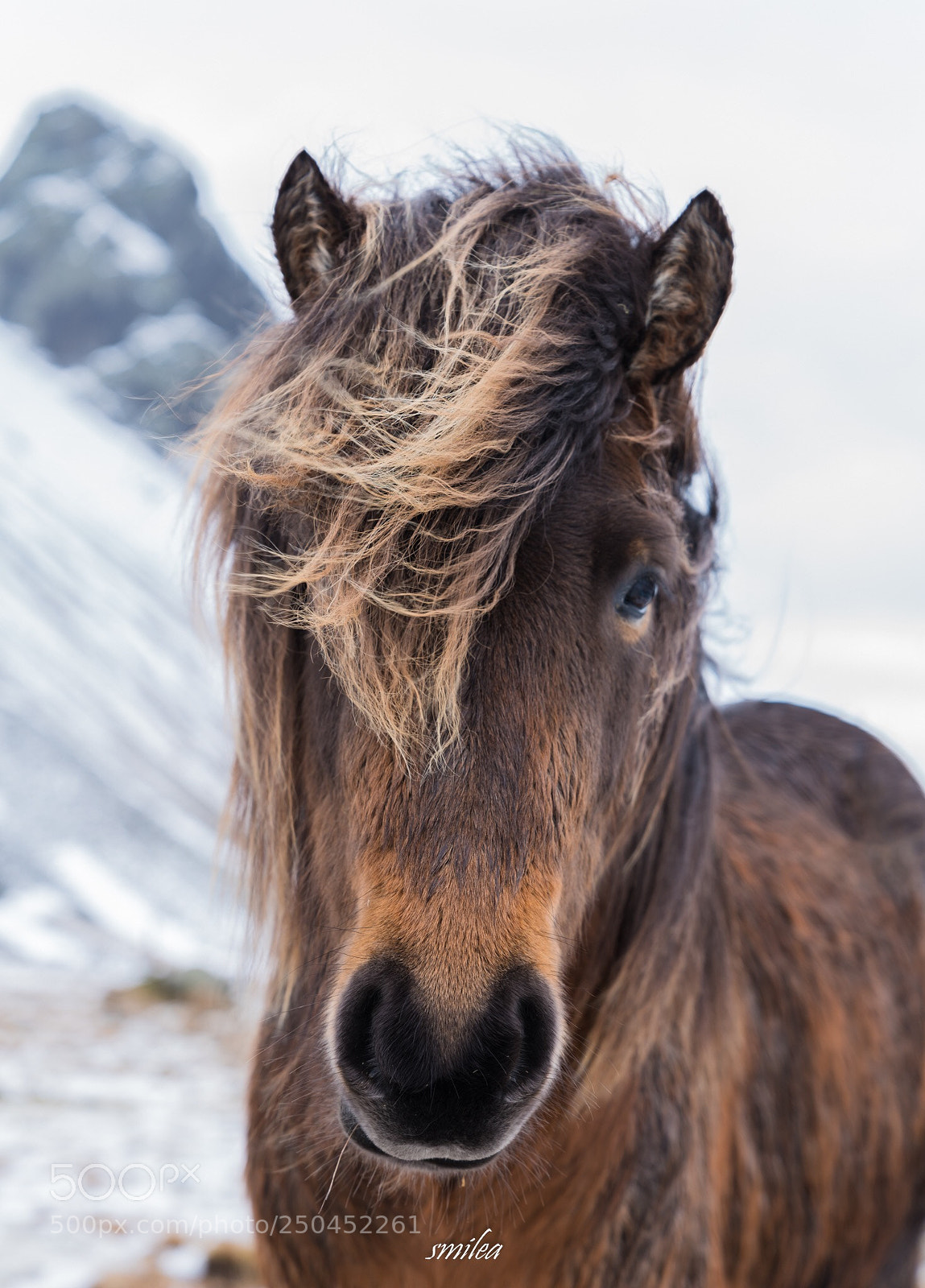 Sony a7R II sample photo. Icelandic horse in winter photography