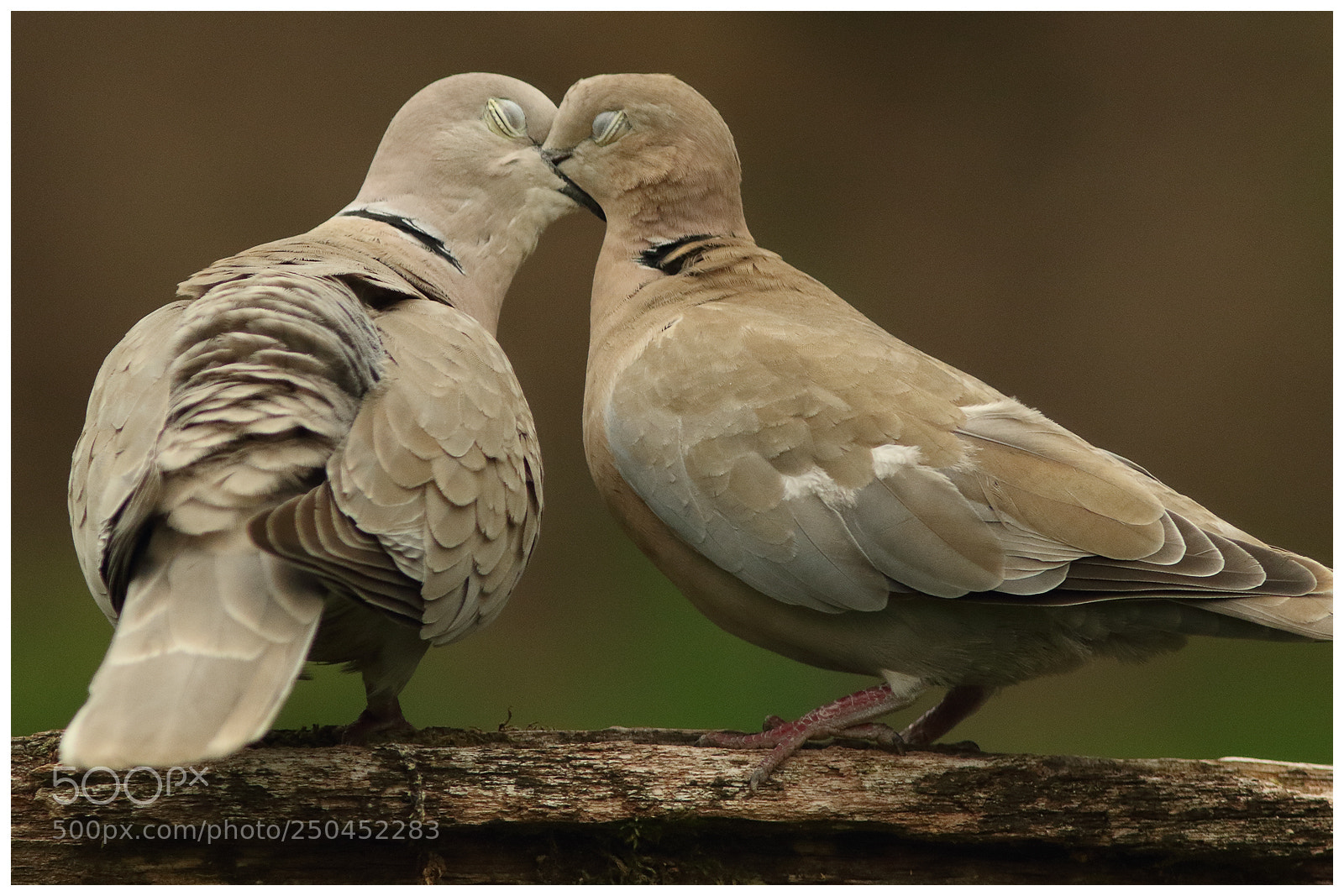 Canon EOS 7D Mark II sample photo. Eurasian collared doves in photography