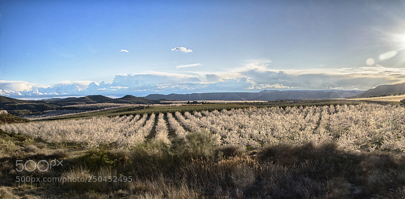 Canon EOS 6D Mark II sample photo. Almond trees in blossom photography