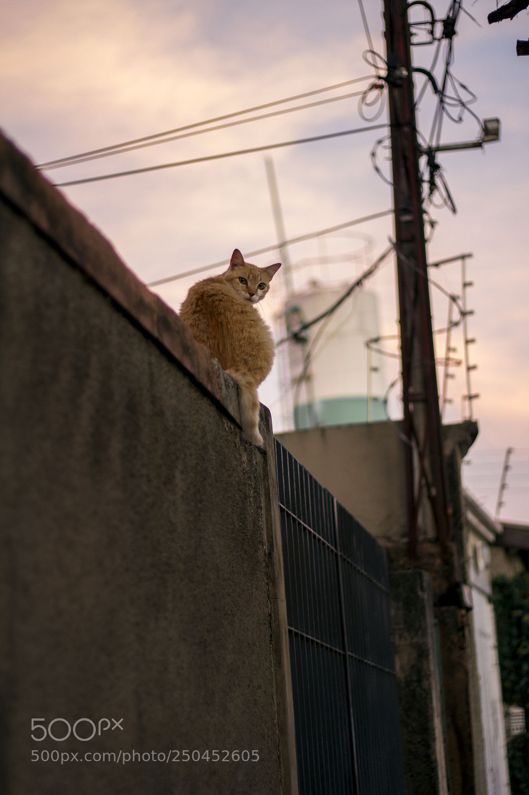 Canon EOS 1200D (EOS Rebel T5 / EOS Kiss X70 / EOS Hi) sample photo. - gato photography