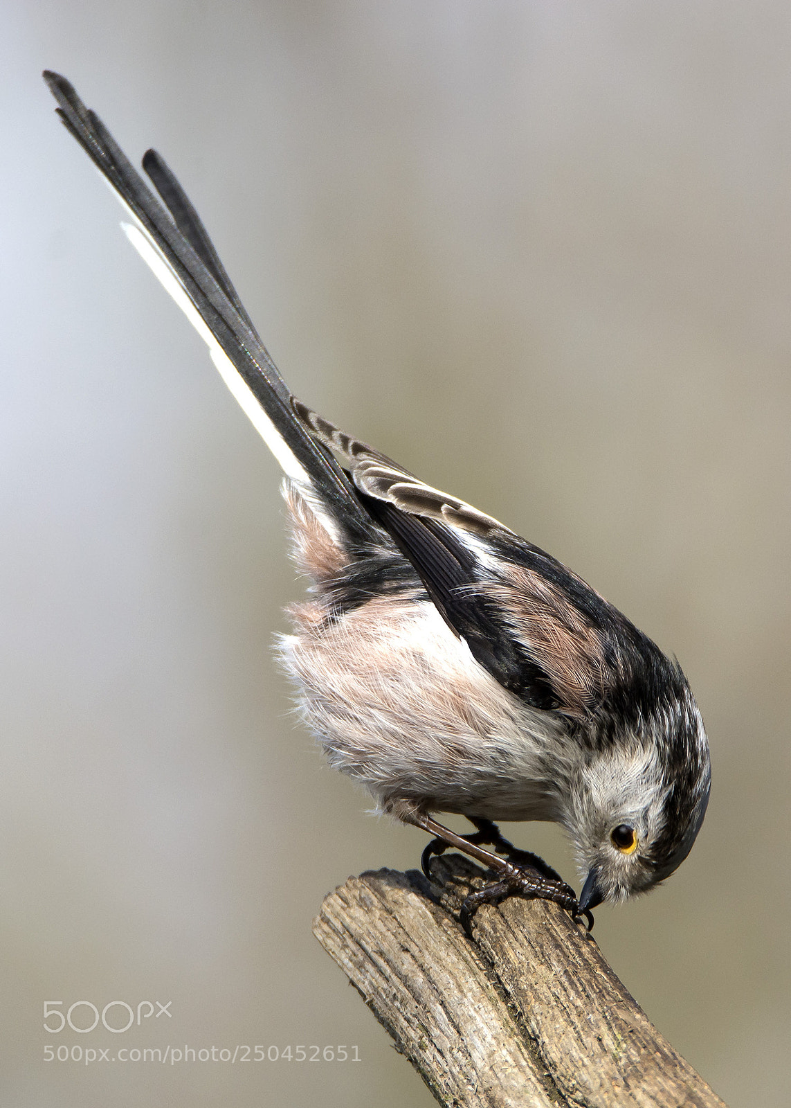 Nikon D7100 sample photo. Long tailed tit photography