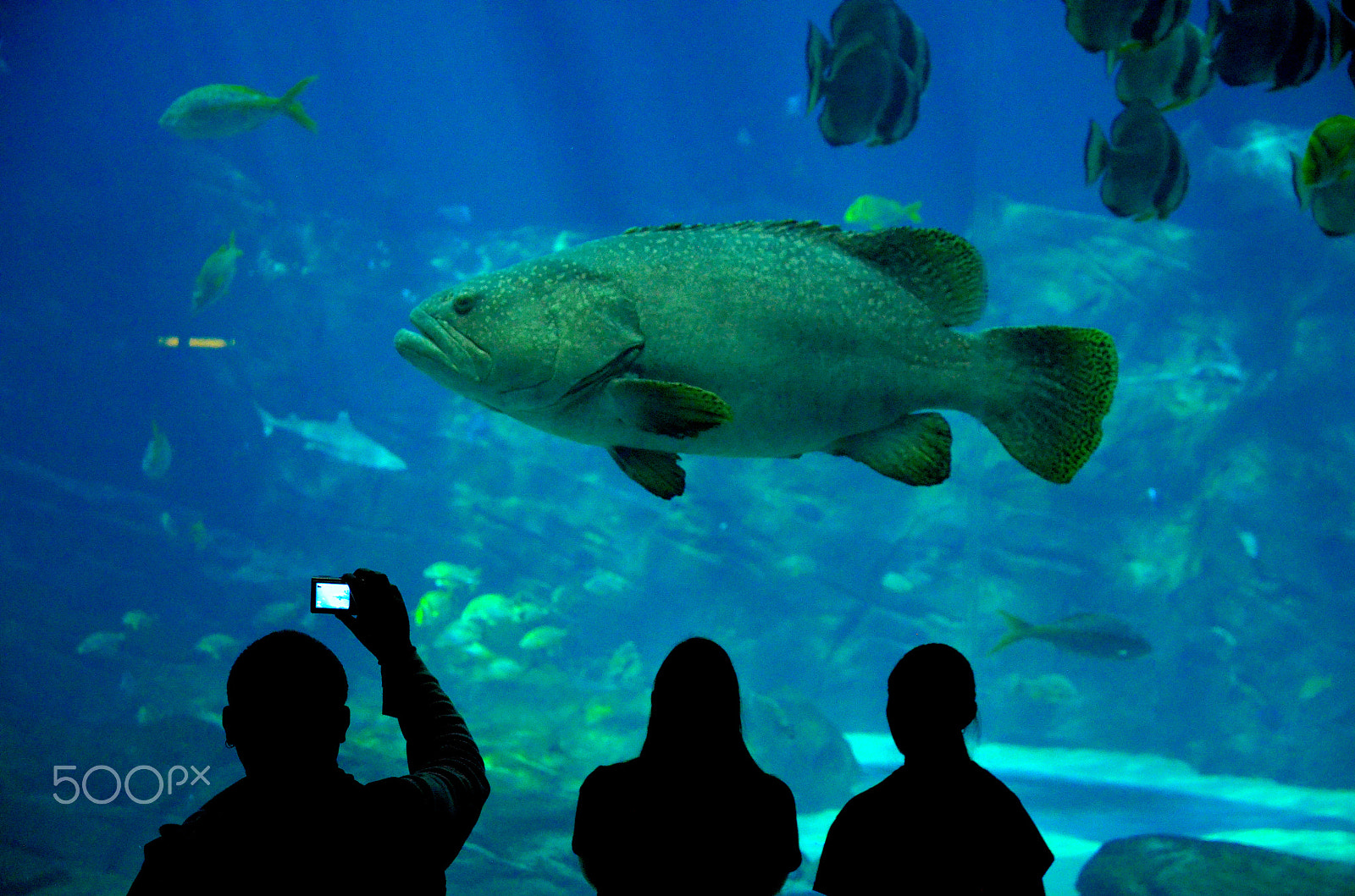 Nikon D7000 sample photo. Big fish photography
