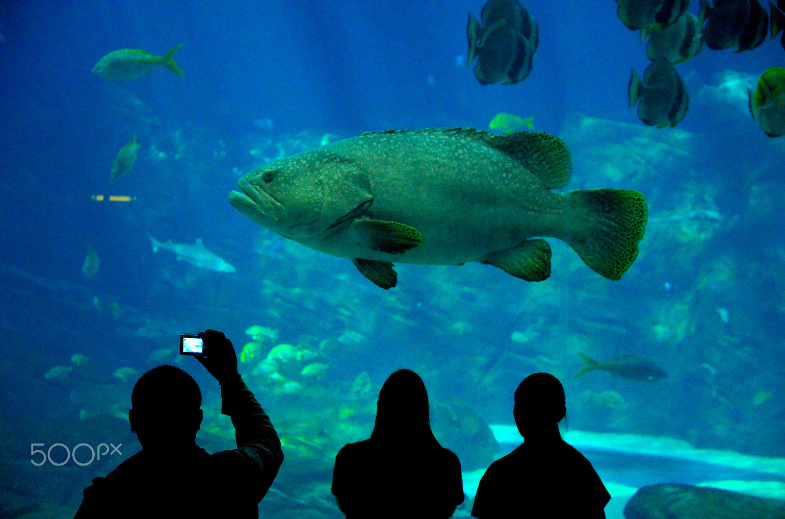 Nikon D7000 sample photo. Big fish photography