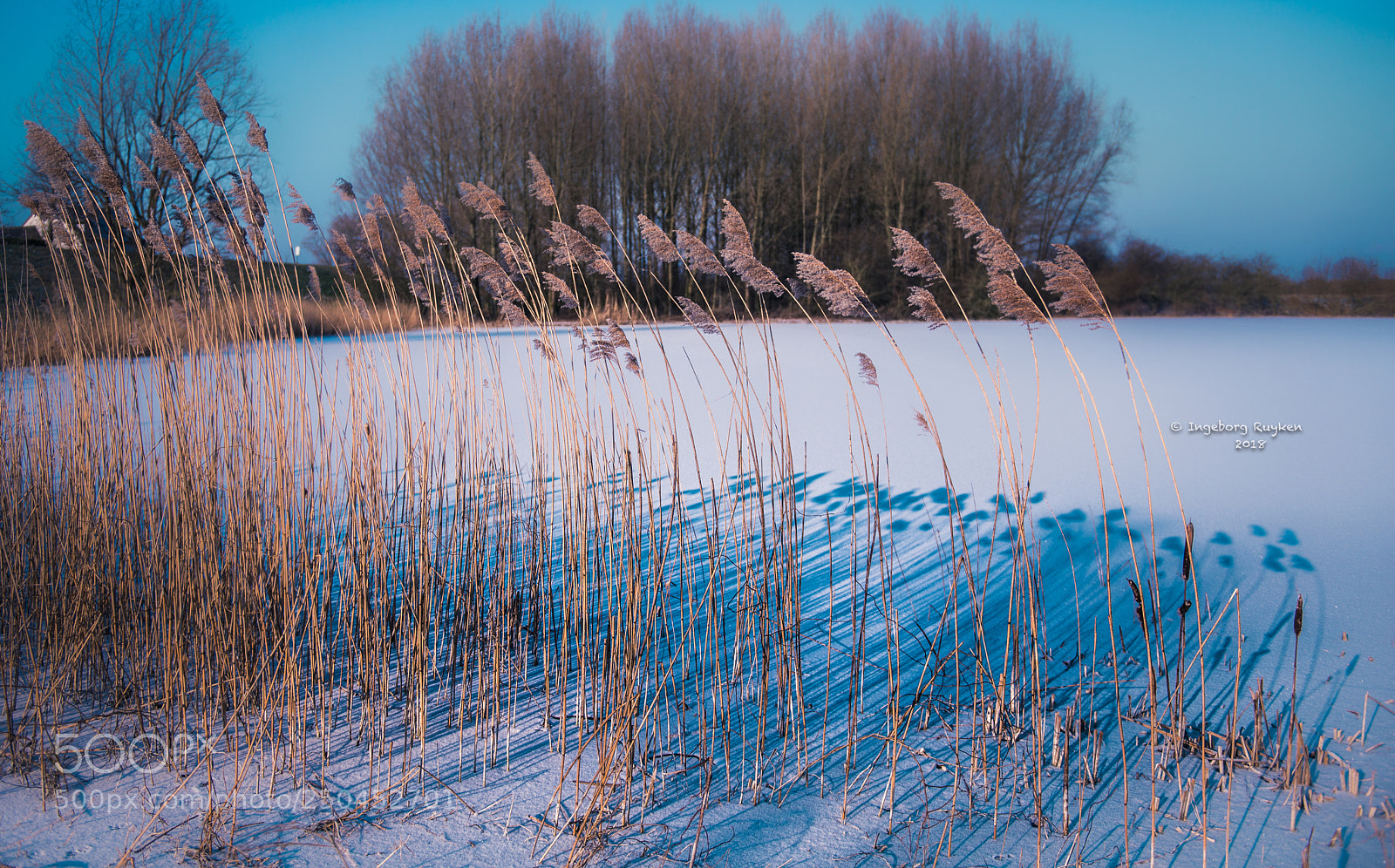 Nikon D800 sample photo. Brushes and strokes photography