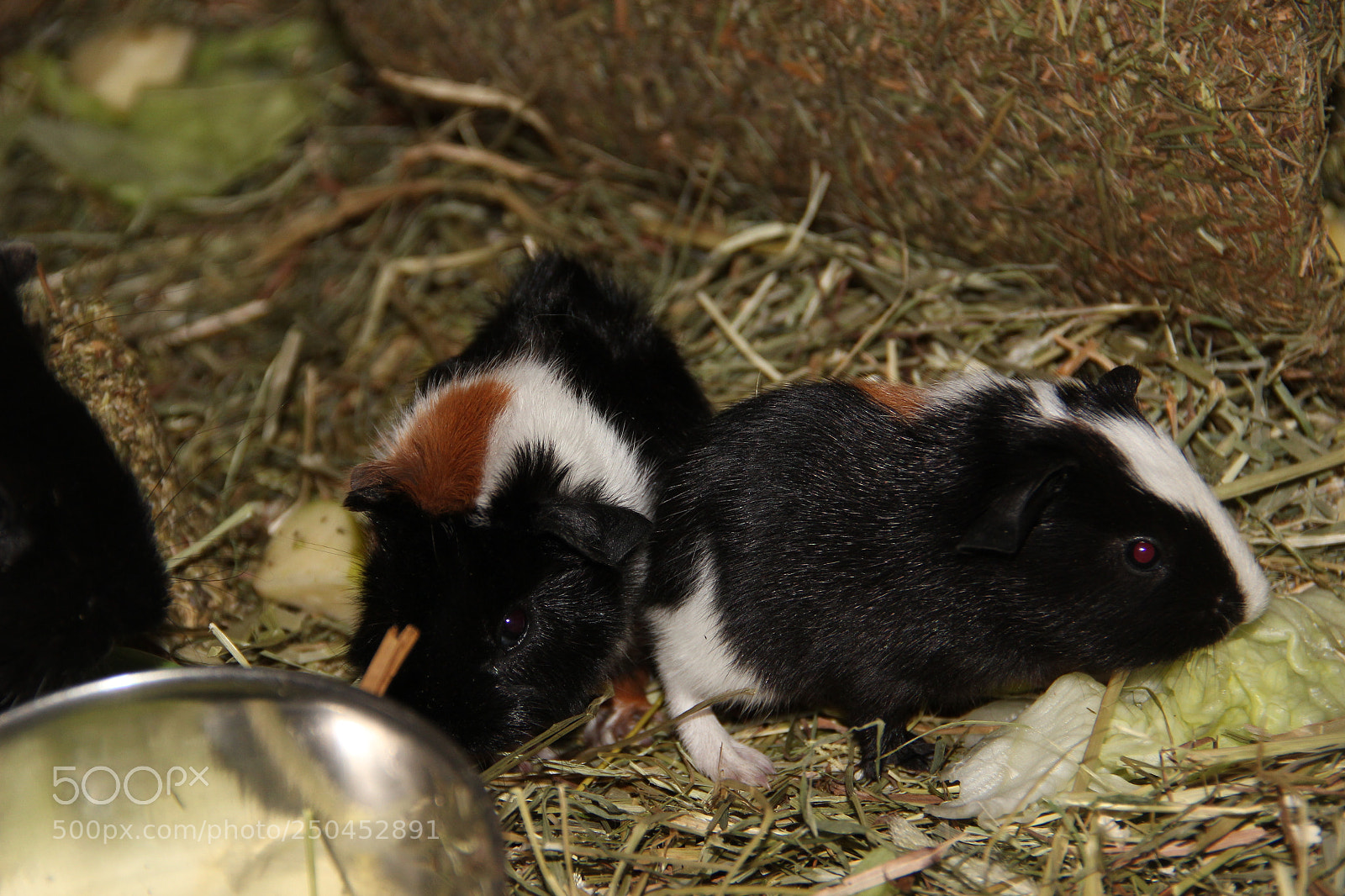 Canon EF-S 18-135mm F3.5-5.6 IS sample photo. Pets 3 photography