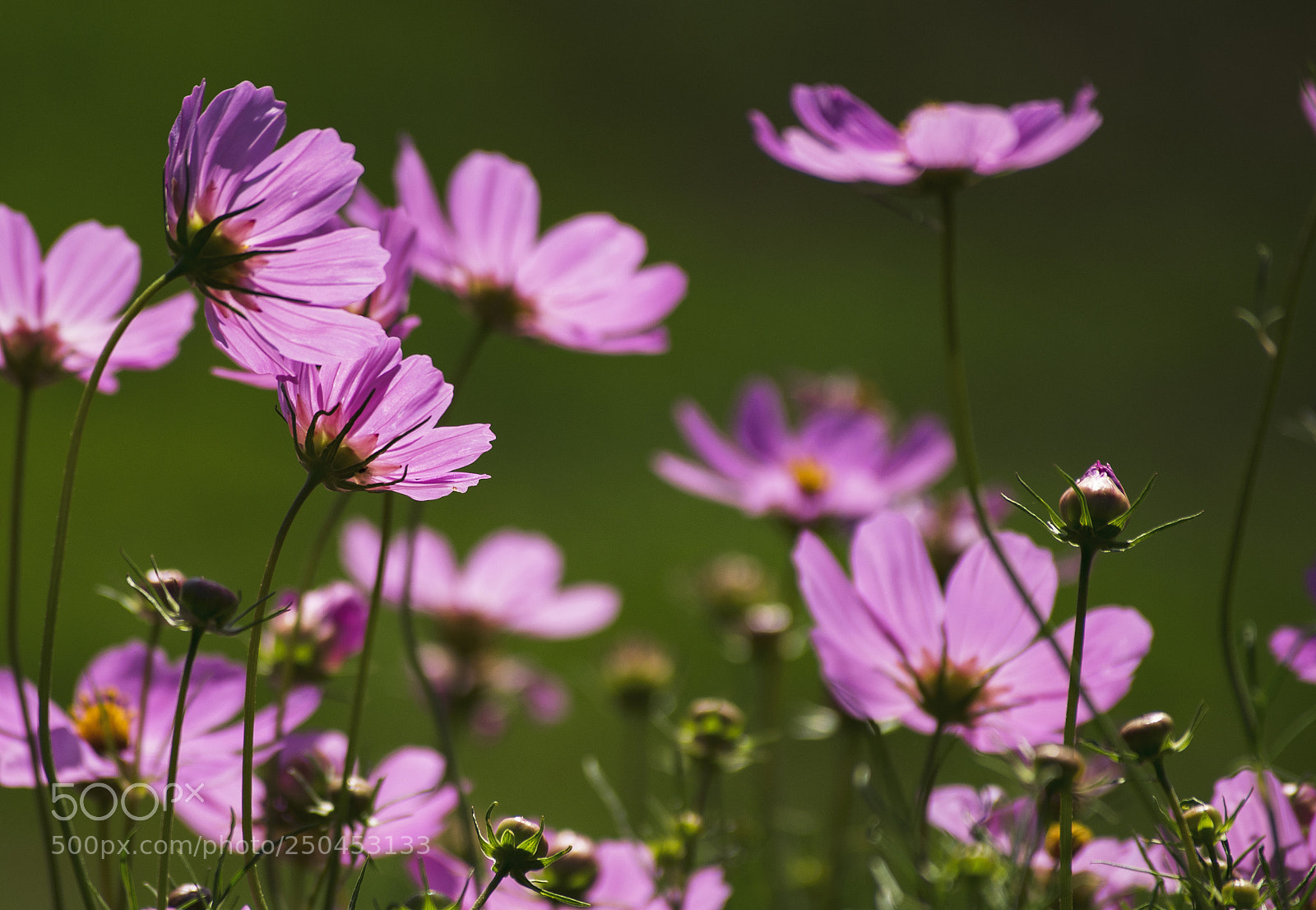 Nikon D3300 sample photo. Flowers | summer photography