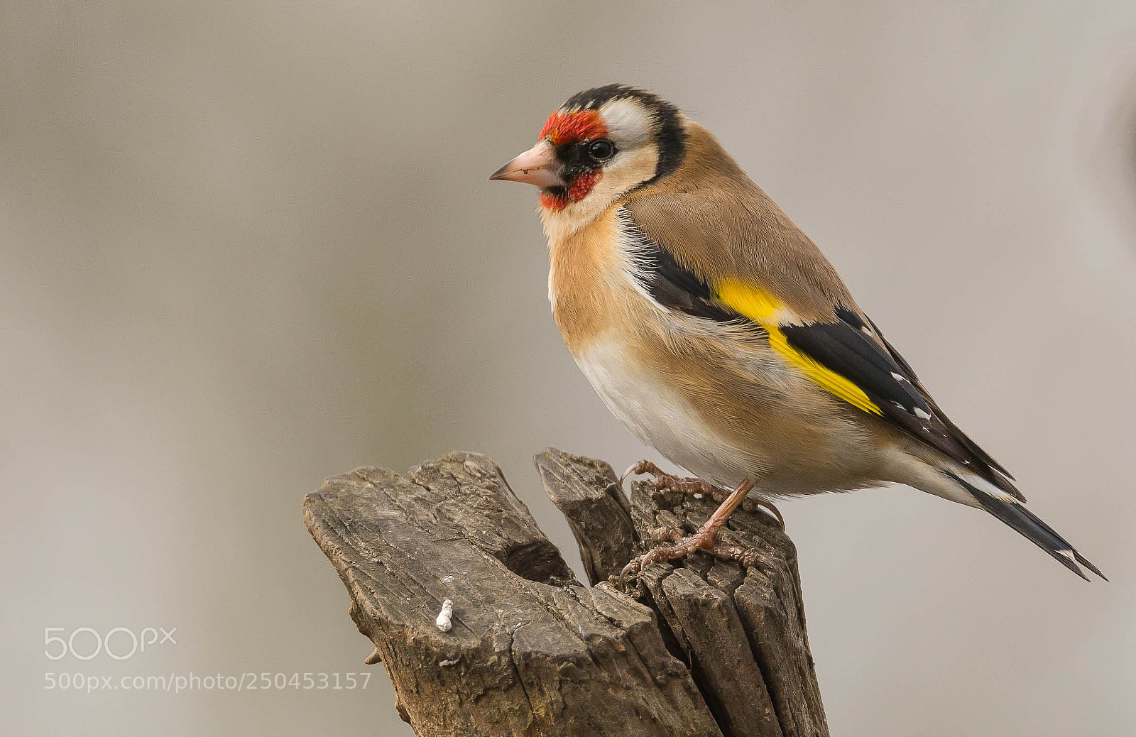 Nikon D7100 sample photo. Goldfinch on show. photography