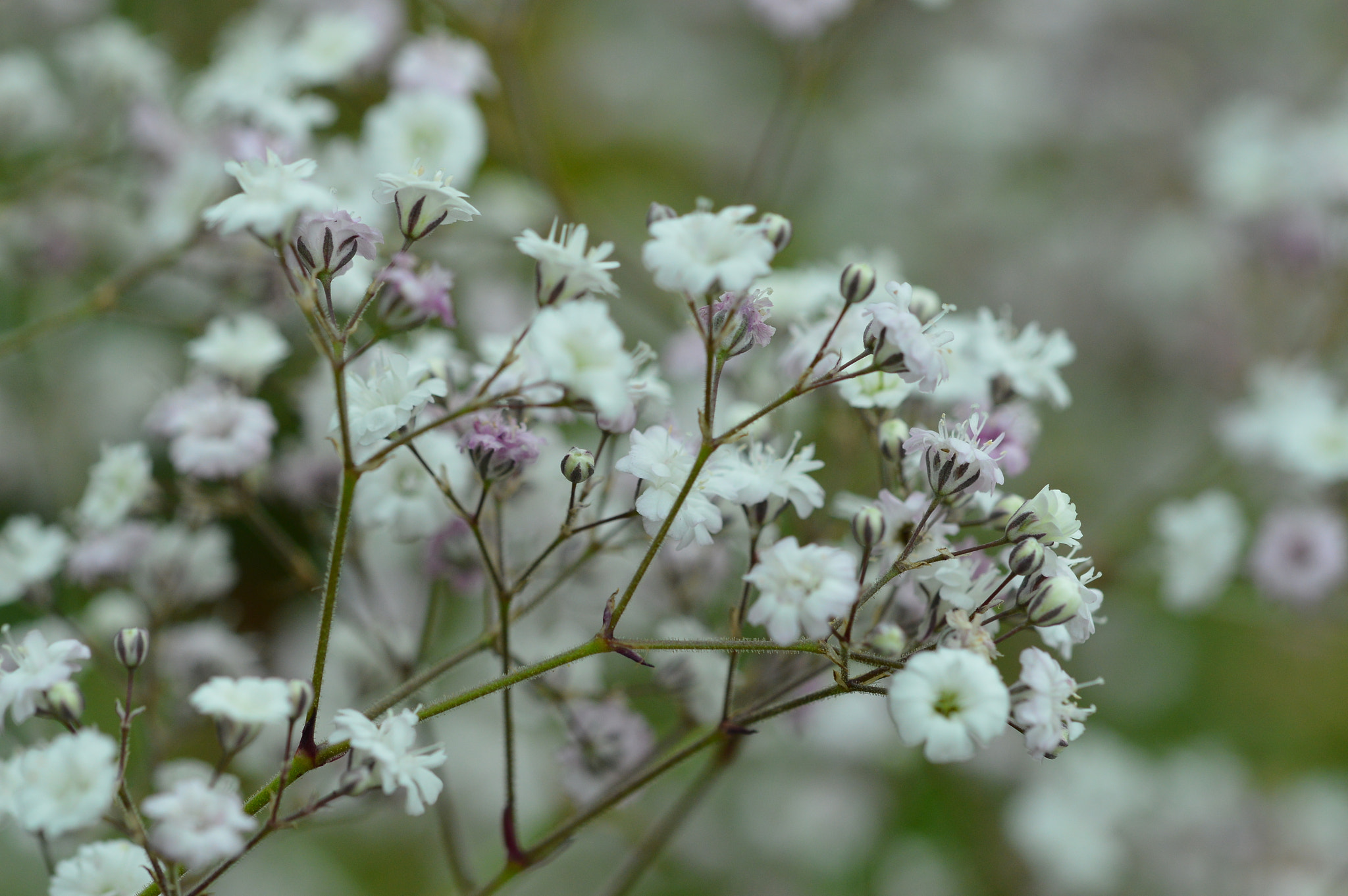 Nikon D3200 + Sigma 105mm F2.8 EX DG OS HSM sample photo. Gypsophila photography