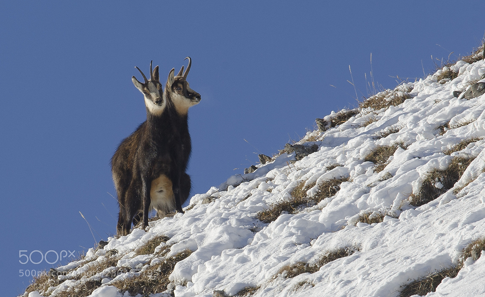Nikon D3S sample photo. Three horns photography