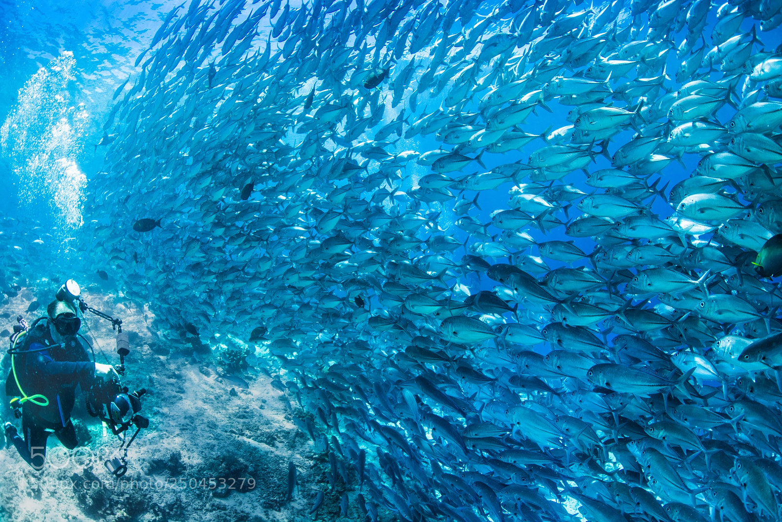 Nikon D810 sample photo. Underwater photographer photography