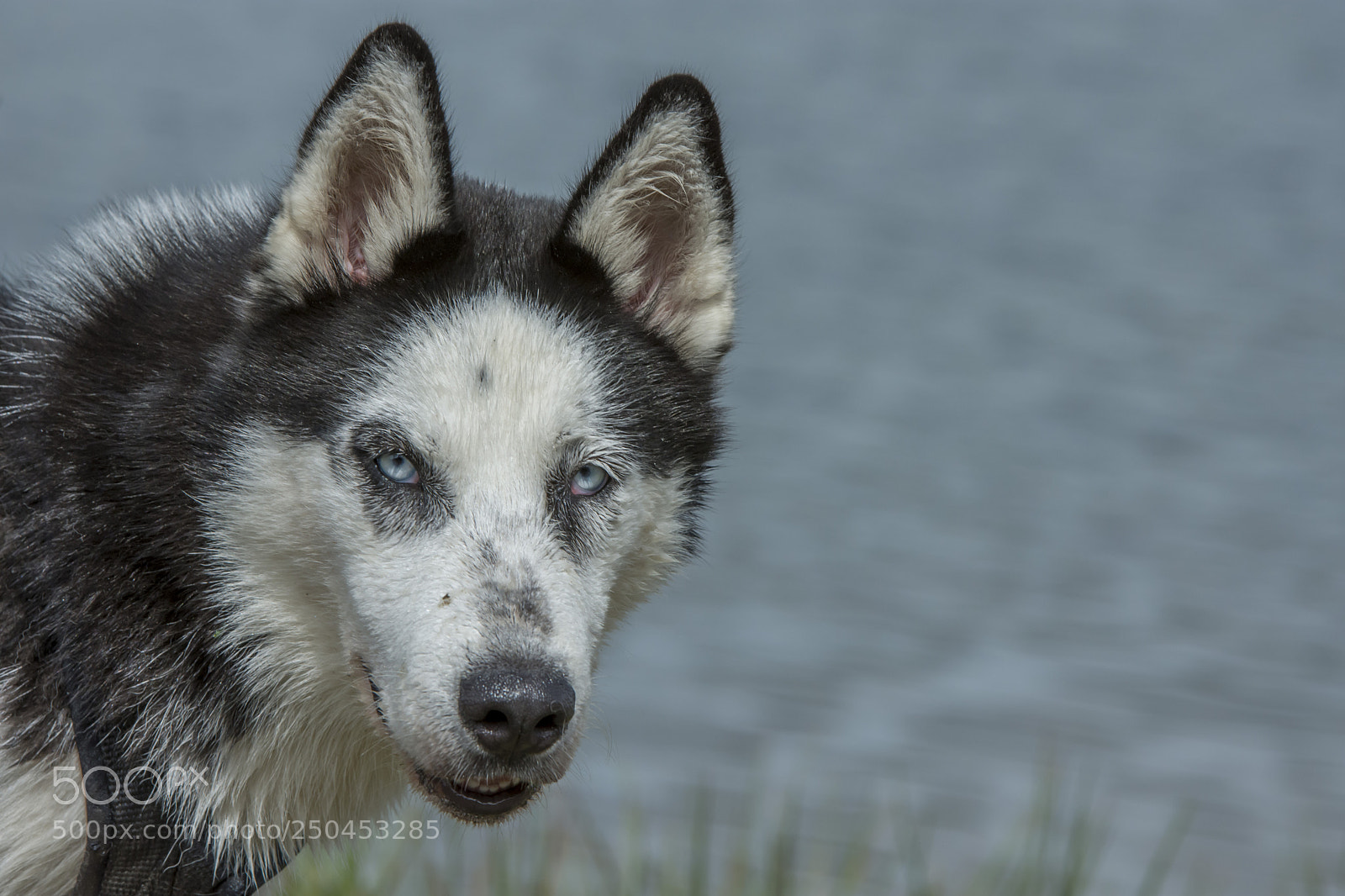 Nikon D7200 sample photo. Siberian husky photography
