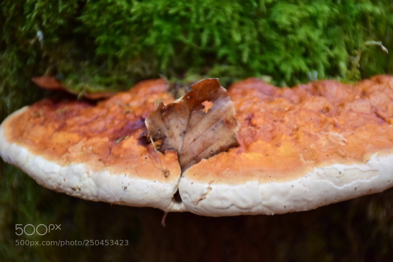 Nikon D5300 sample photo. Leaf caugh photography