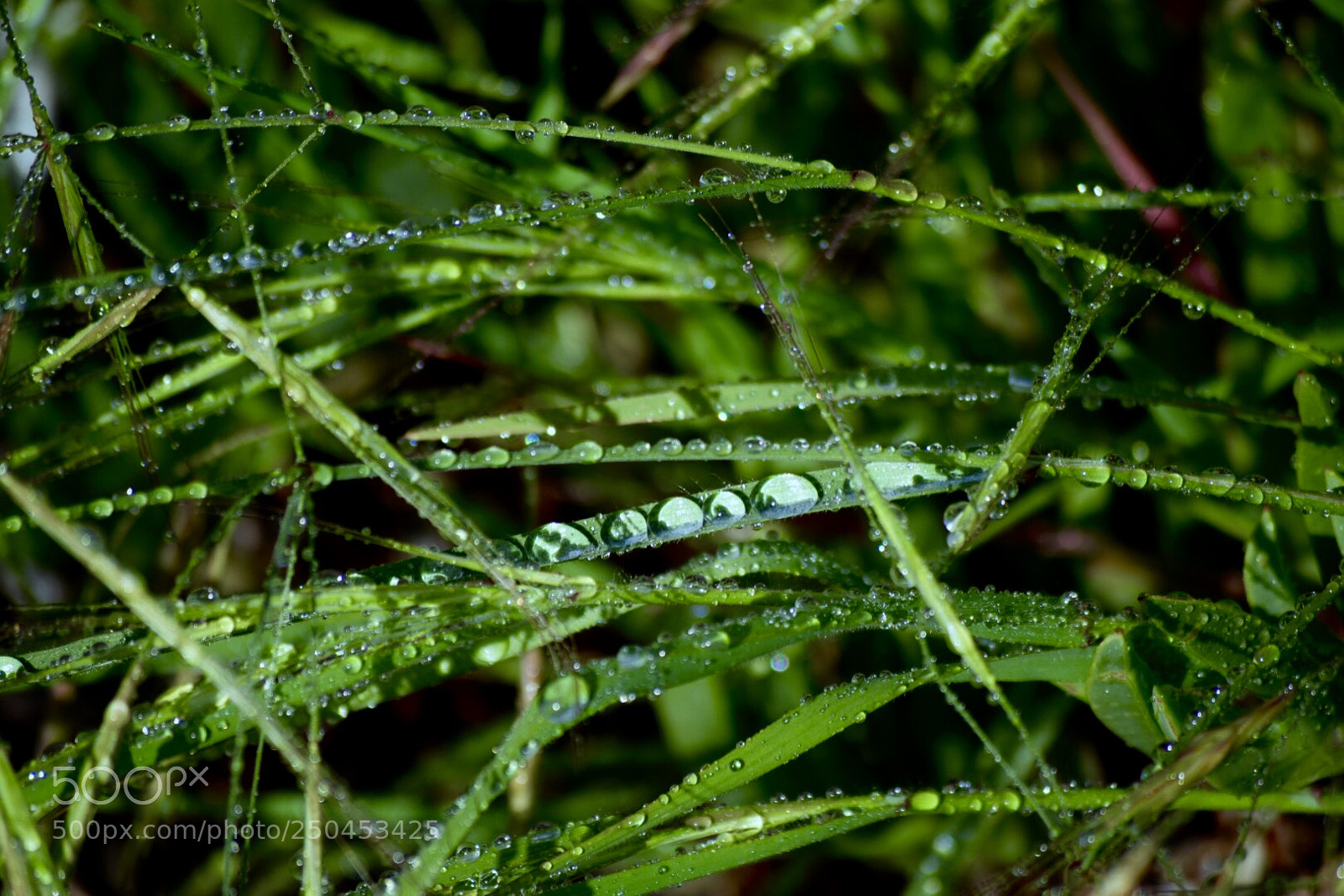 Nikon D3300 sample photo. Raindrops :0) photography