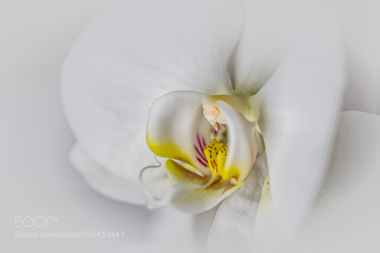 Sony a7R II sample photo. Orchide photography