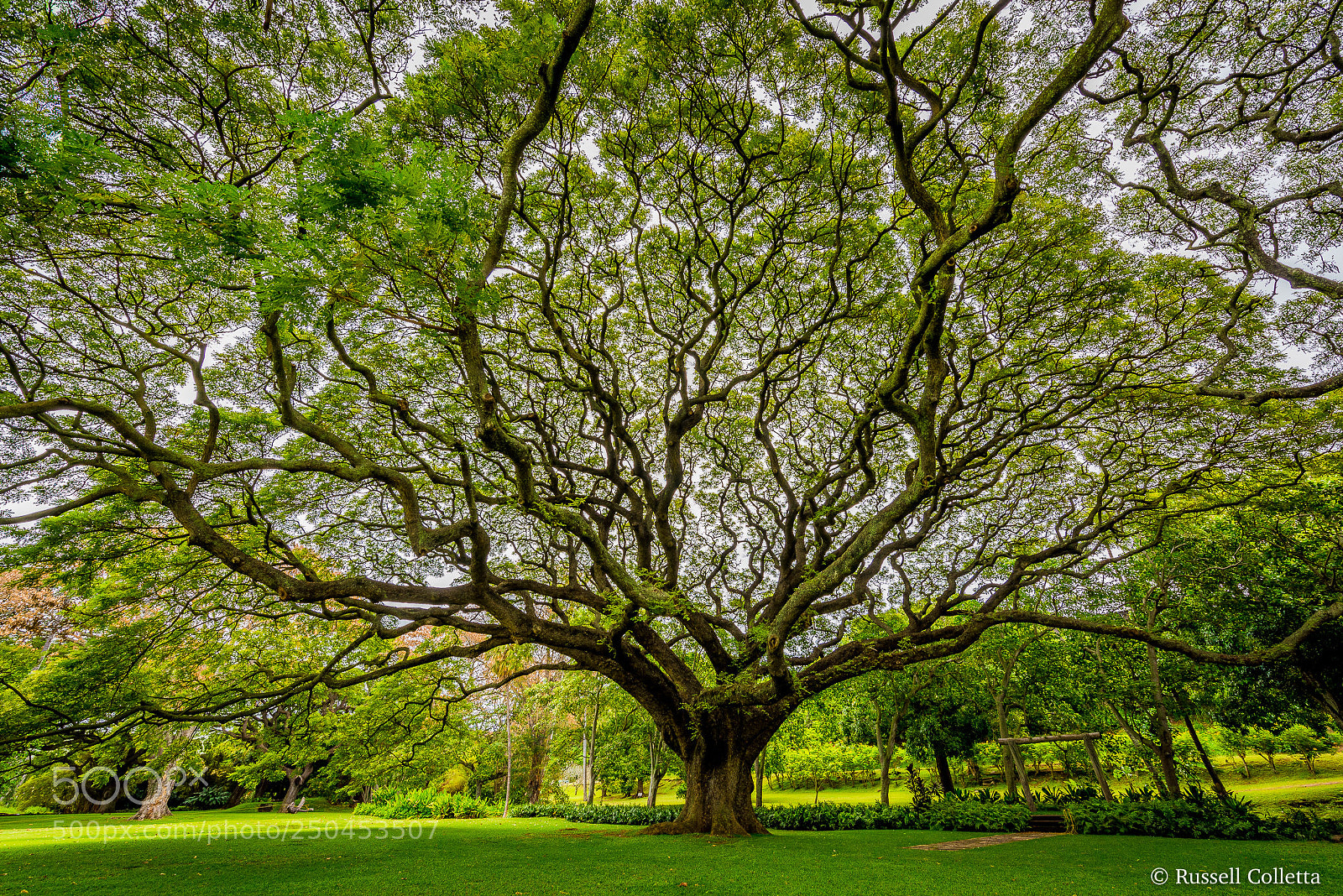 Nikon D810 sample photo. Raintree photography