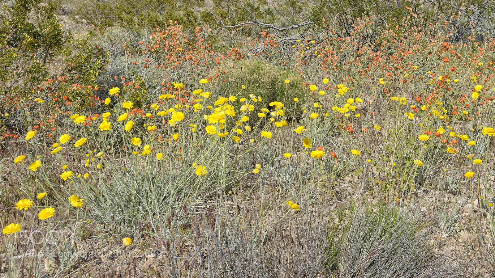 Nikon D800 sample photo. Brittlebush and globe mallows photography