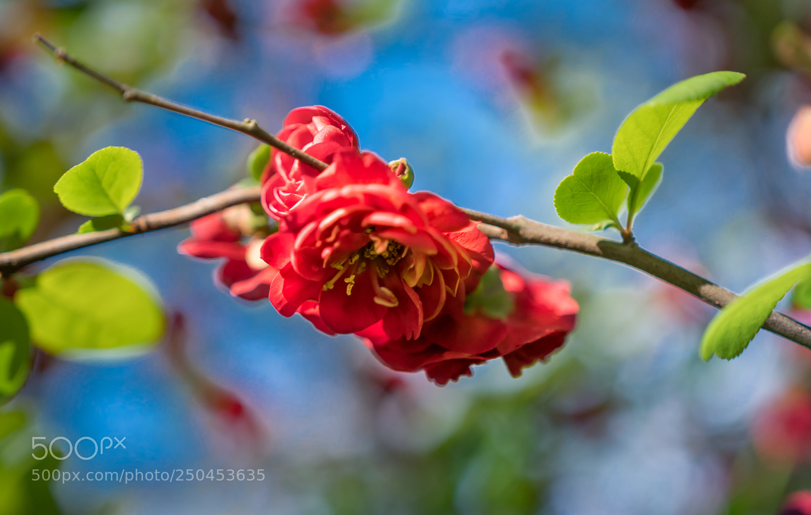 Sony a6300 sample photo. Red blossoms photography