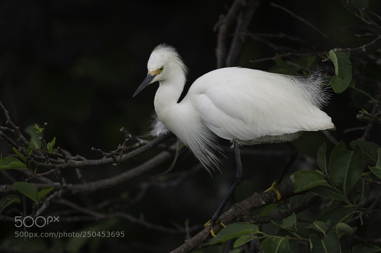Nikon D4 sample photo. A snowy egret photography