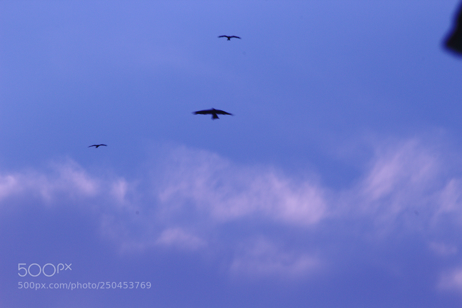 Canon EF-S 55-250mm F4-5.6 IS II sample photo. Three birds in the photography