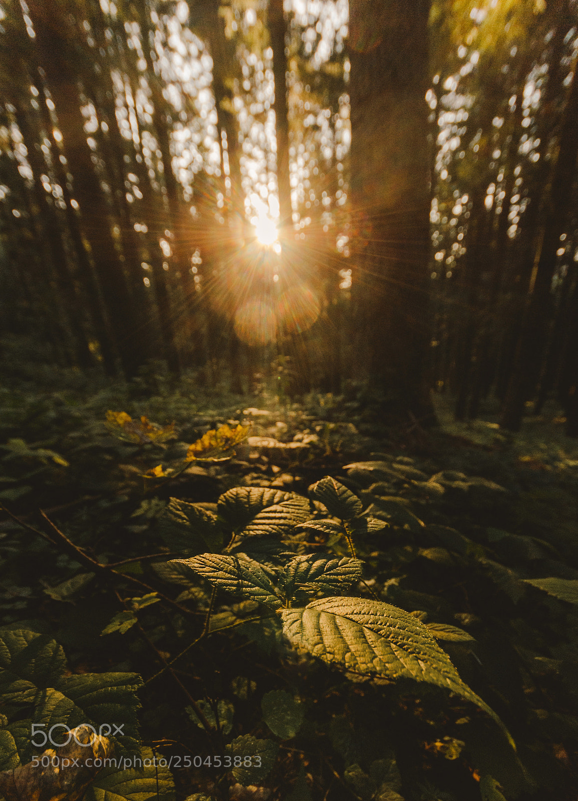 Nikon D7000 sample photo. Golden hour in forest photography