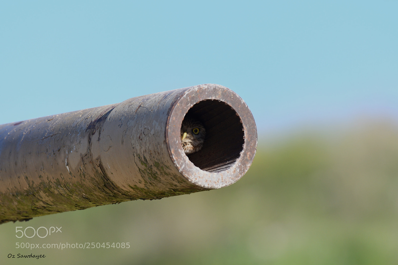 Nikon D500 sample photo. Live inside the barrel photography