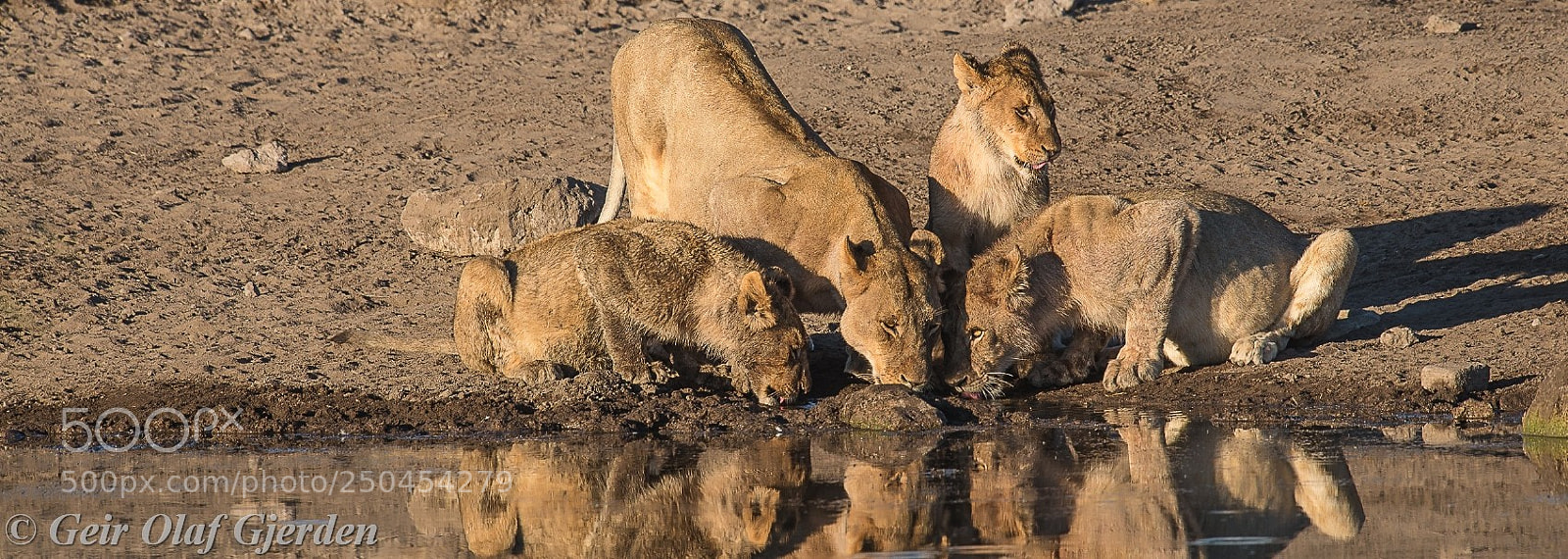 Nikon D600 sample photo. Lion pride photography
