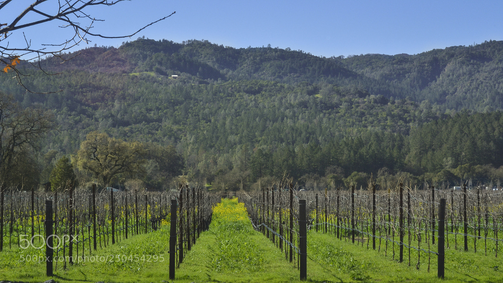 Nikon D3100 sample photo. Hall winery photography