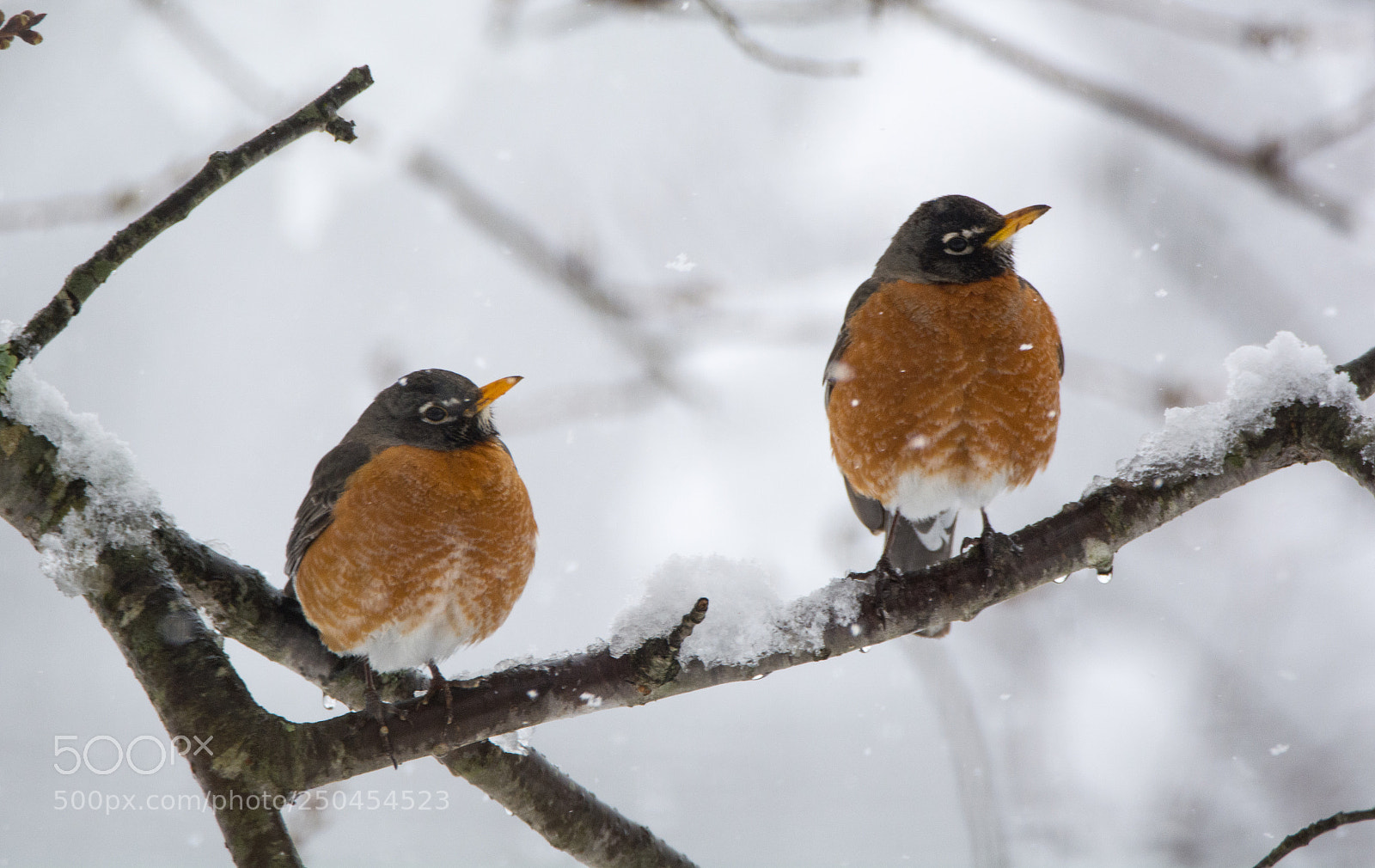 Nikon D5200 sample photo. Doesn't look like spring photography