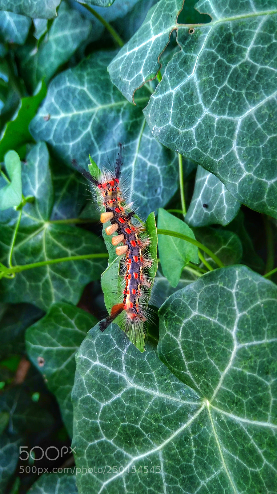 Xiaomi Redmi 4A sample photo. Untitled photography
