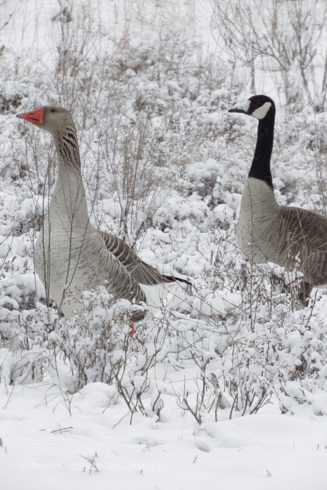 Canon PowerShot SX530 HS sample photo. Geese in snow photography