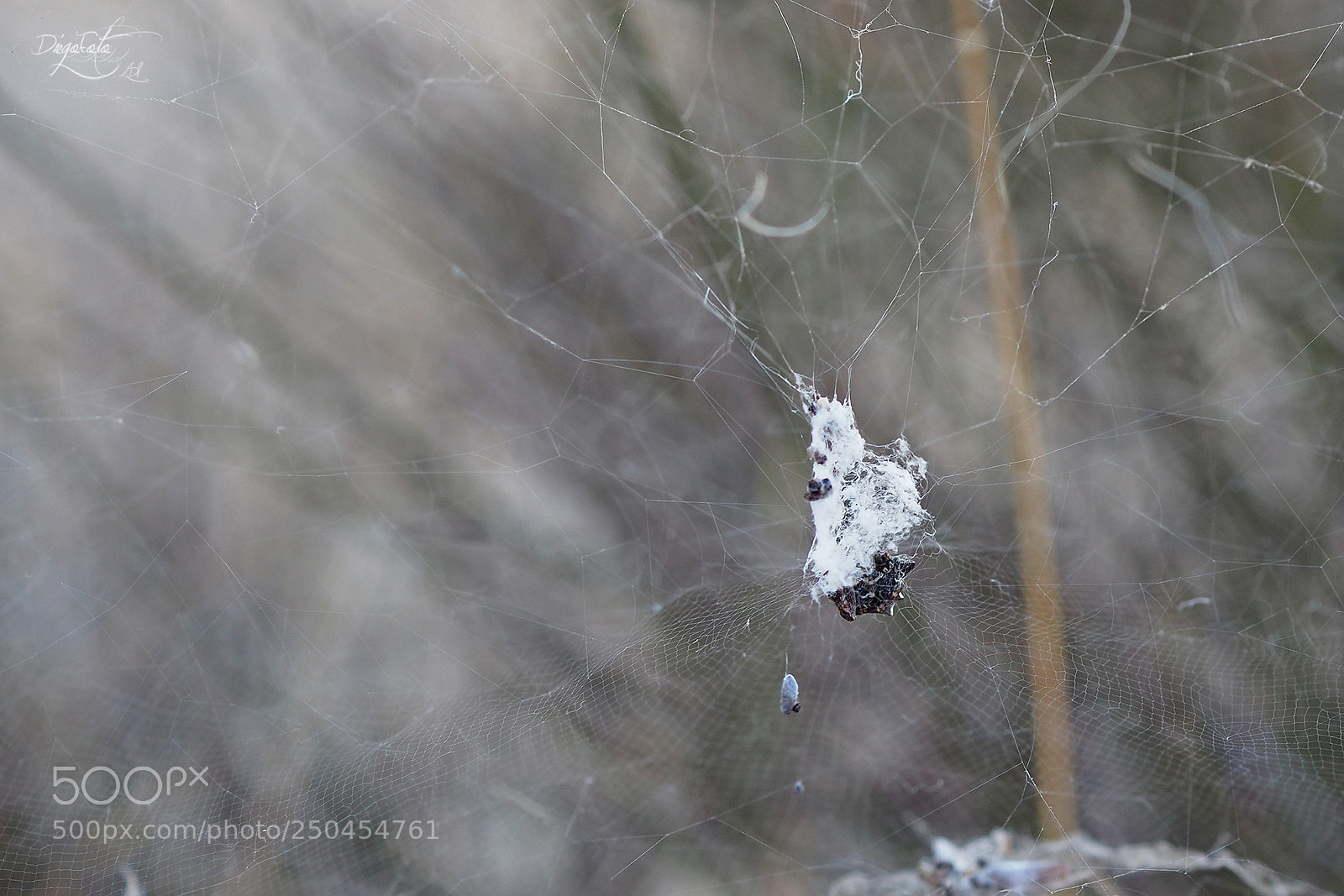 Olympus OM-D E-M10 II sample photo. Spiderweb photography