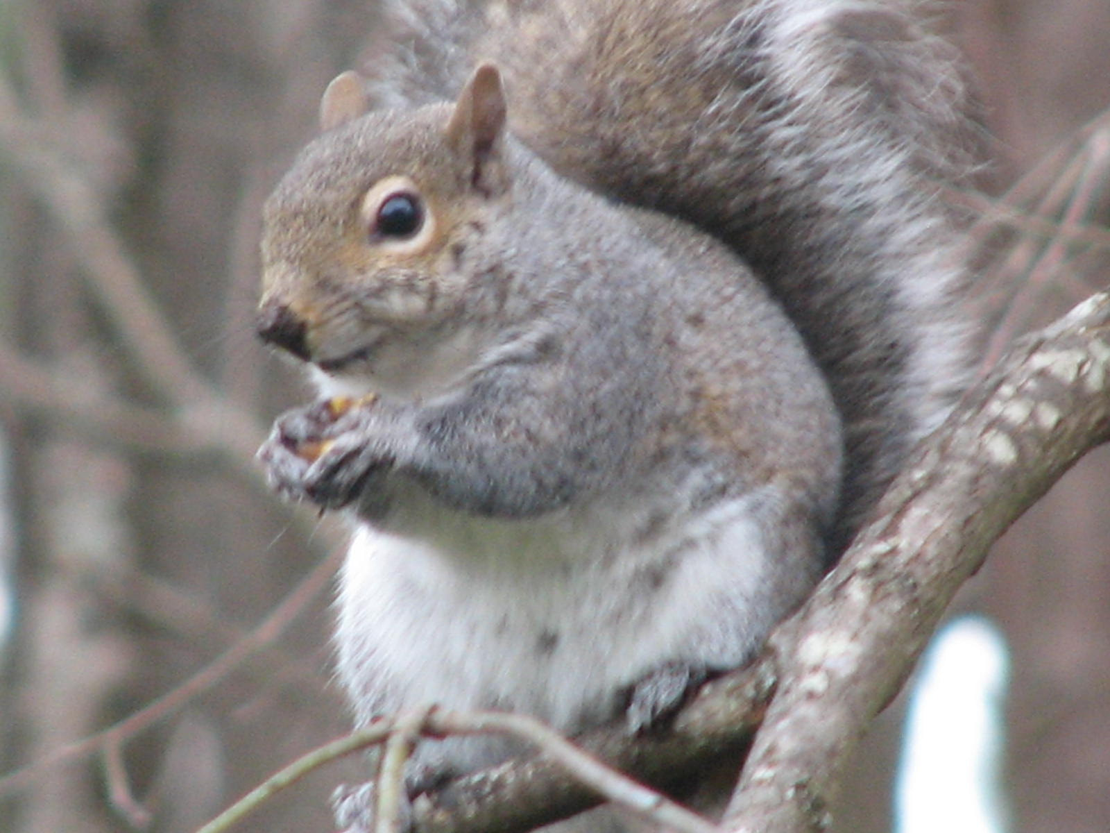 Canon POWERSHOT S2 IS sample photo. Squirrel eating photography