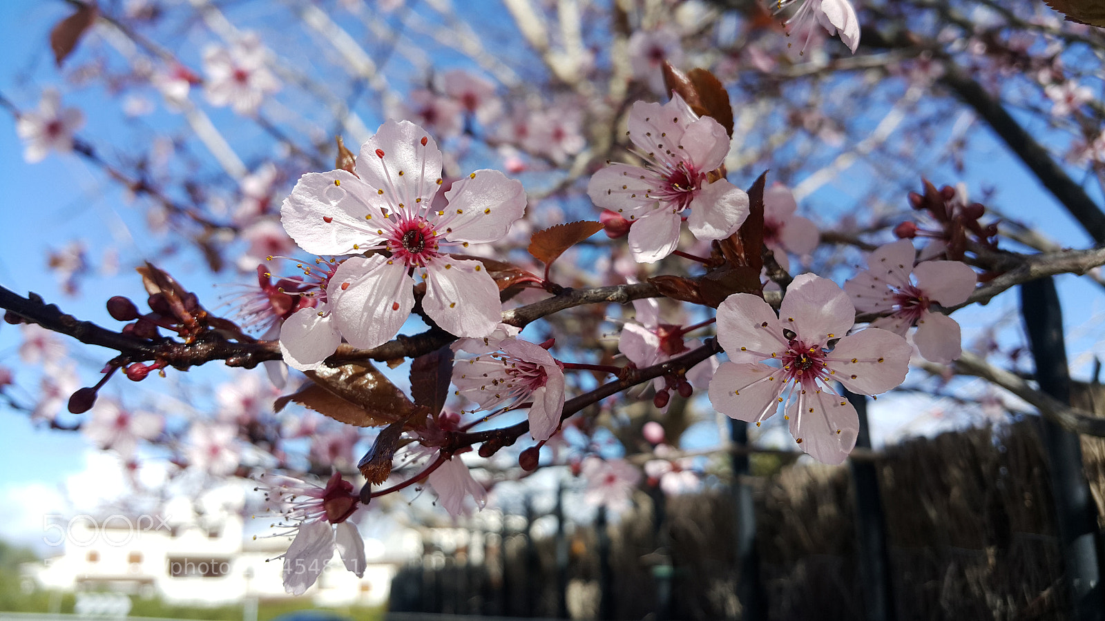 Samsung Galaxy Note4 sample photo. Cherry blossom photography