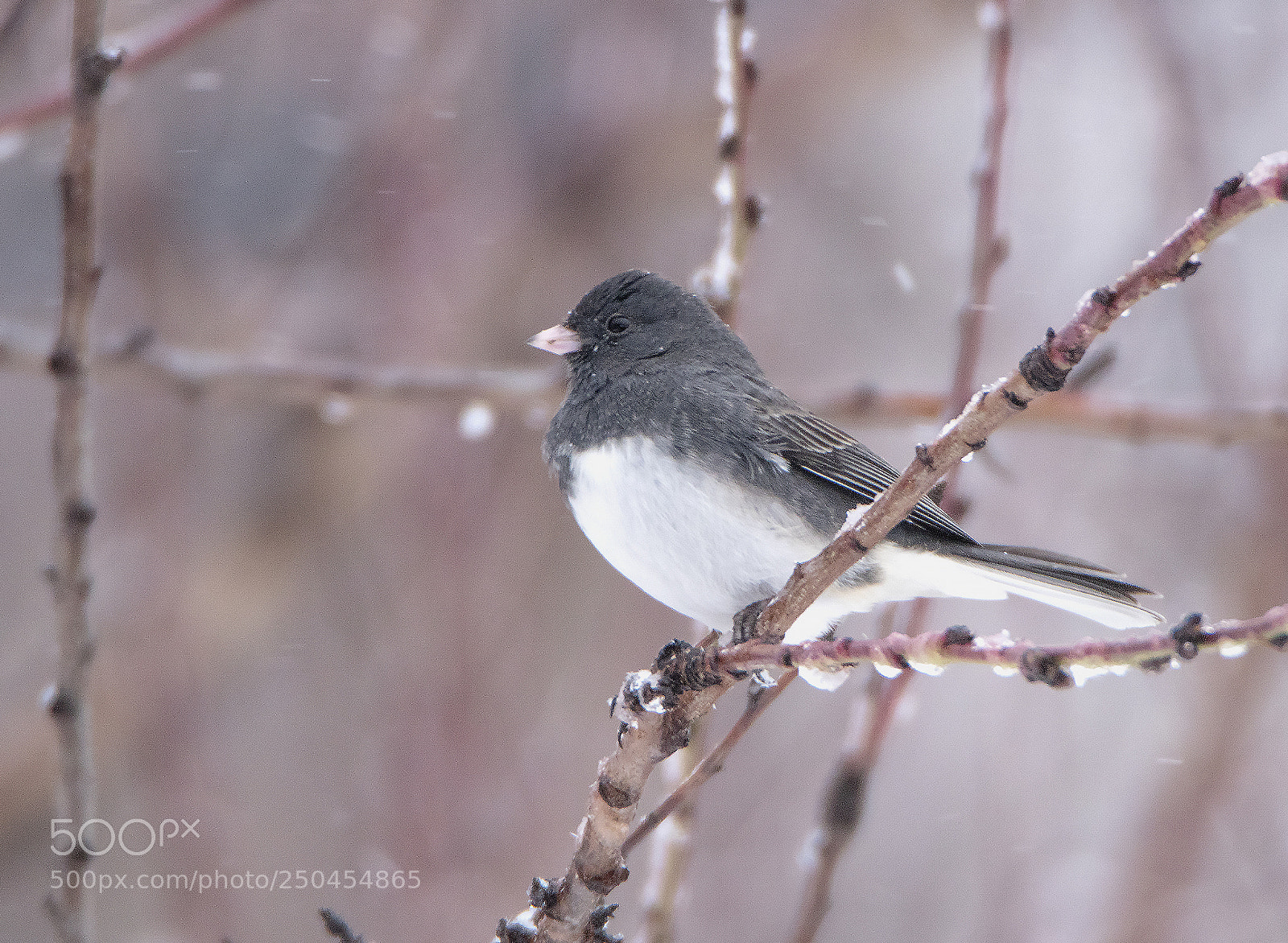 Canon EOS 80D sample photo. Junco on a snowy photography