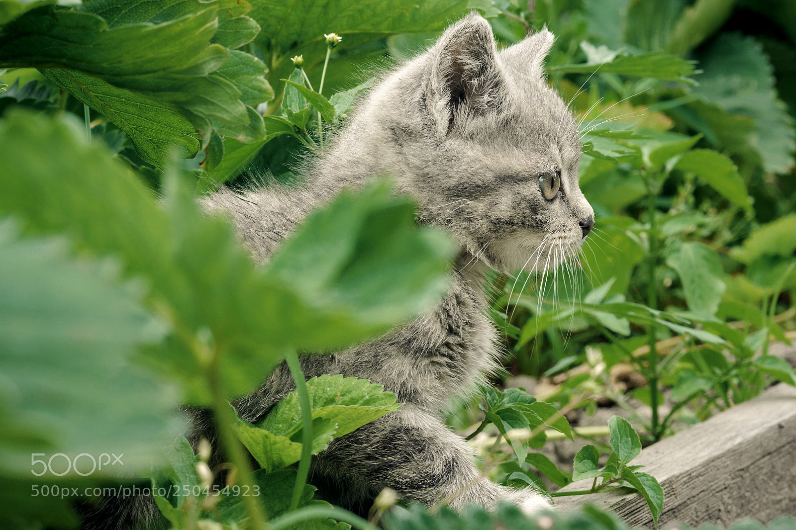 Sony Alpha NEX-5R sample photo. Cat photography