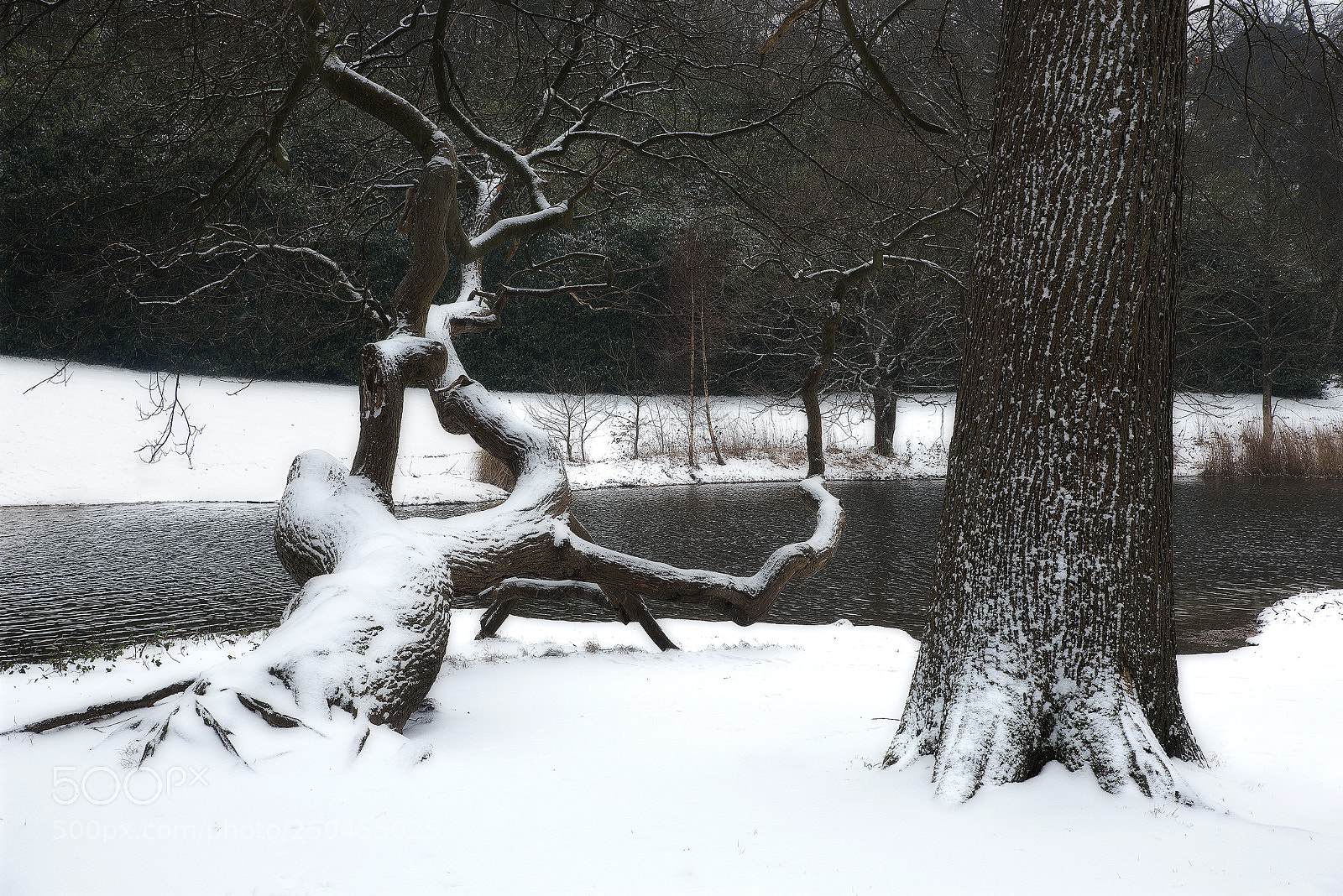 Nikon D810 sample photo. Crippled photography