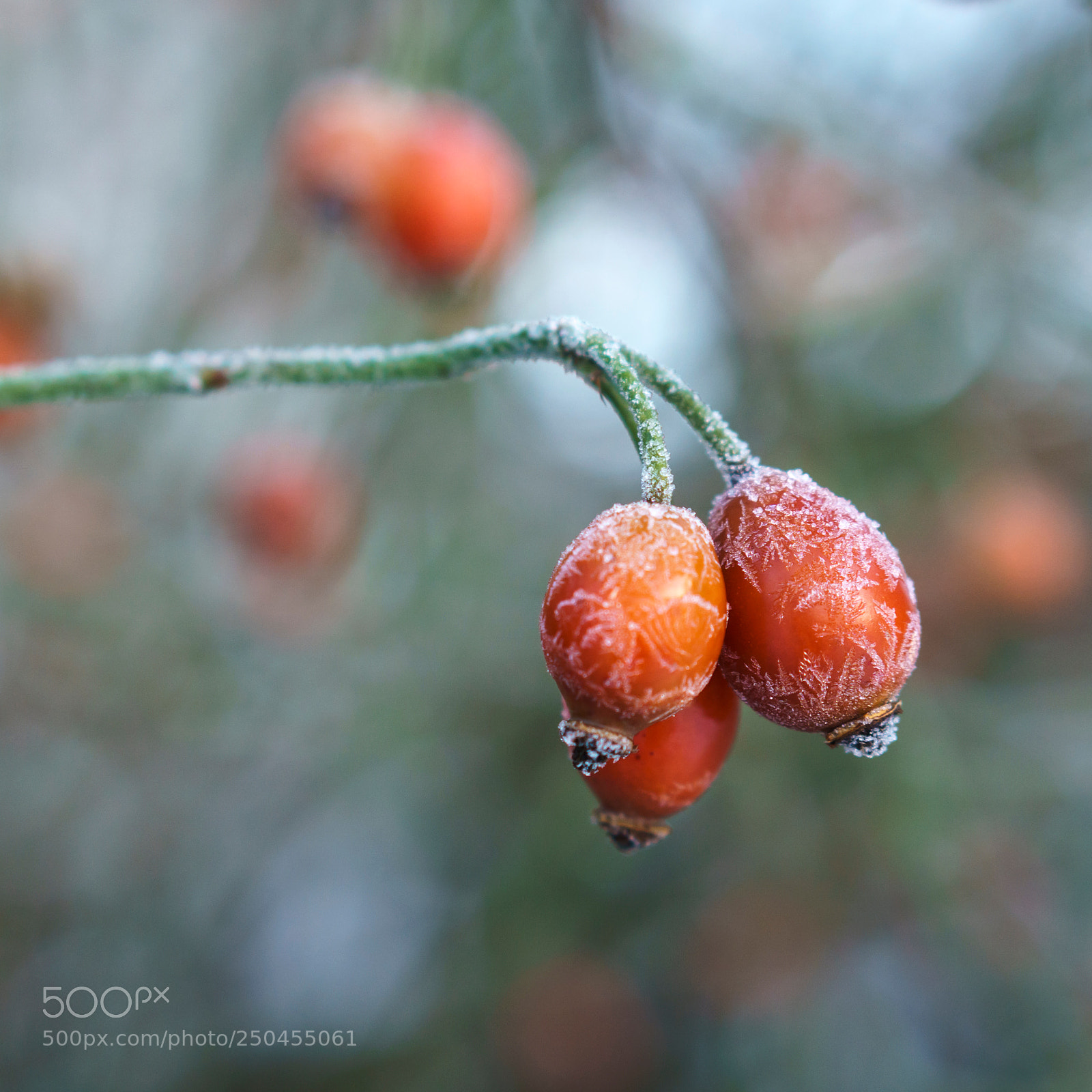 Sony a6000 sample photo. Freeze dried photography