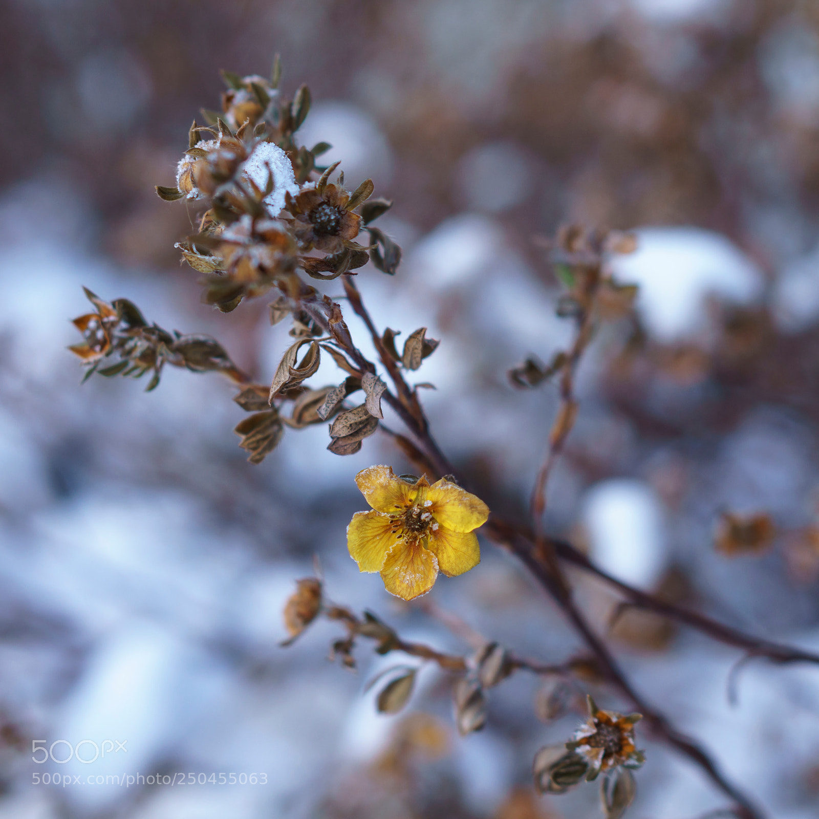 Sony a6000 sample photo. Freeze dried photography