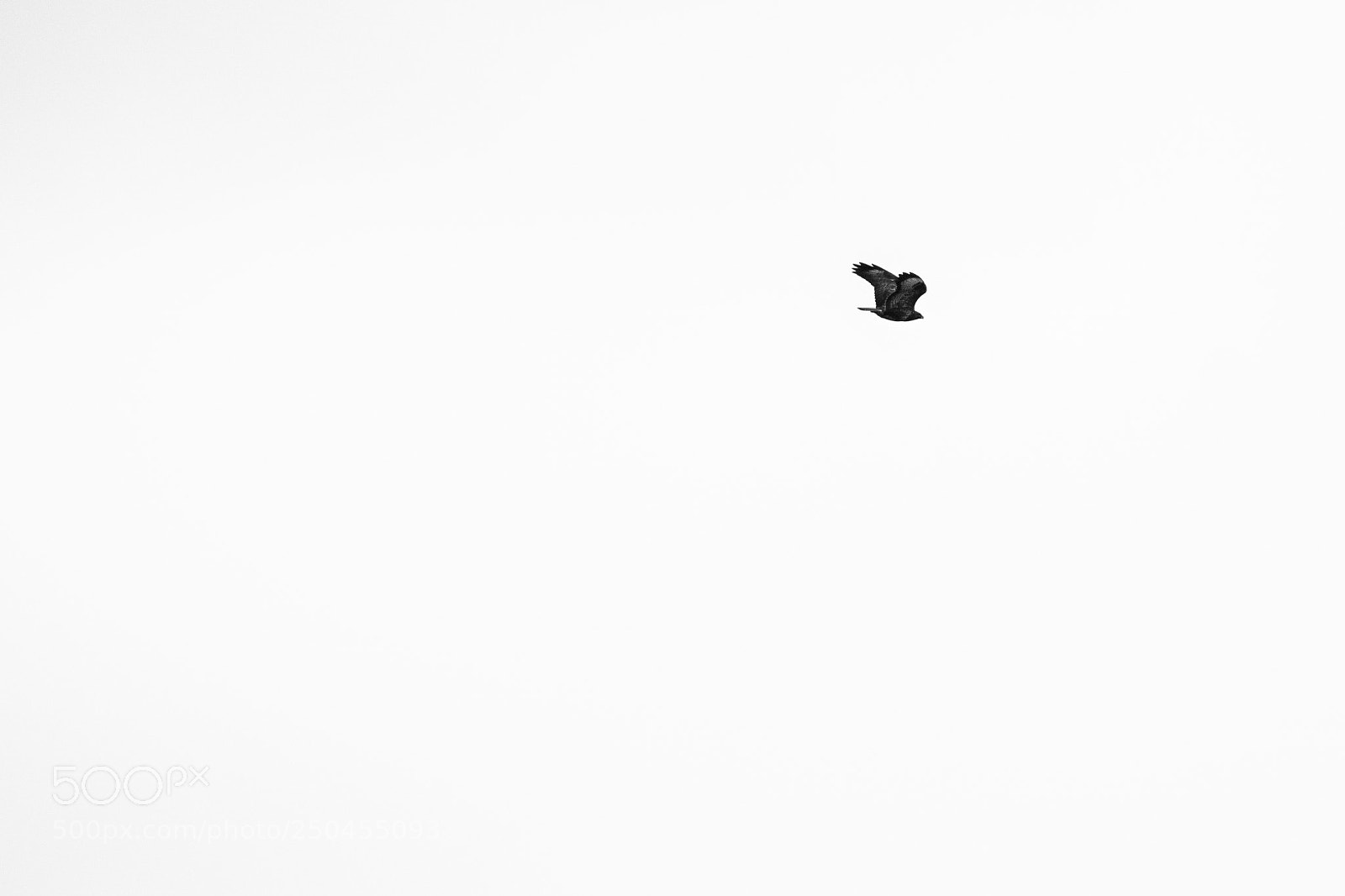 Sony ILCA-77M2 sample photo. Birds photography
