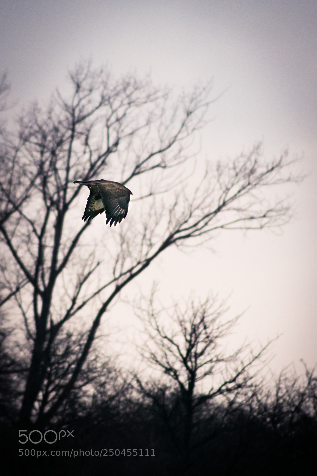 Sony ILCA-77M2 sample photo. Birds photography