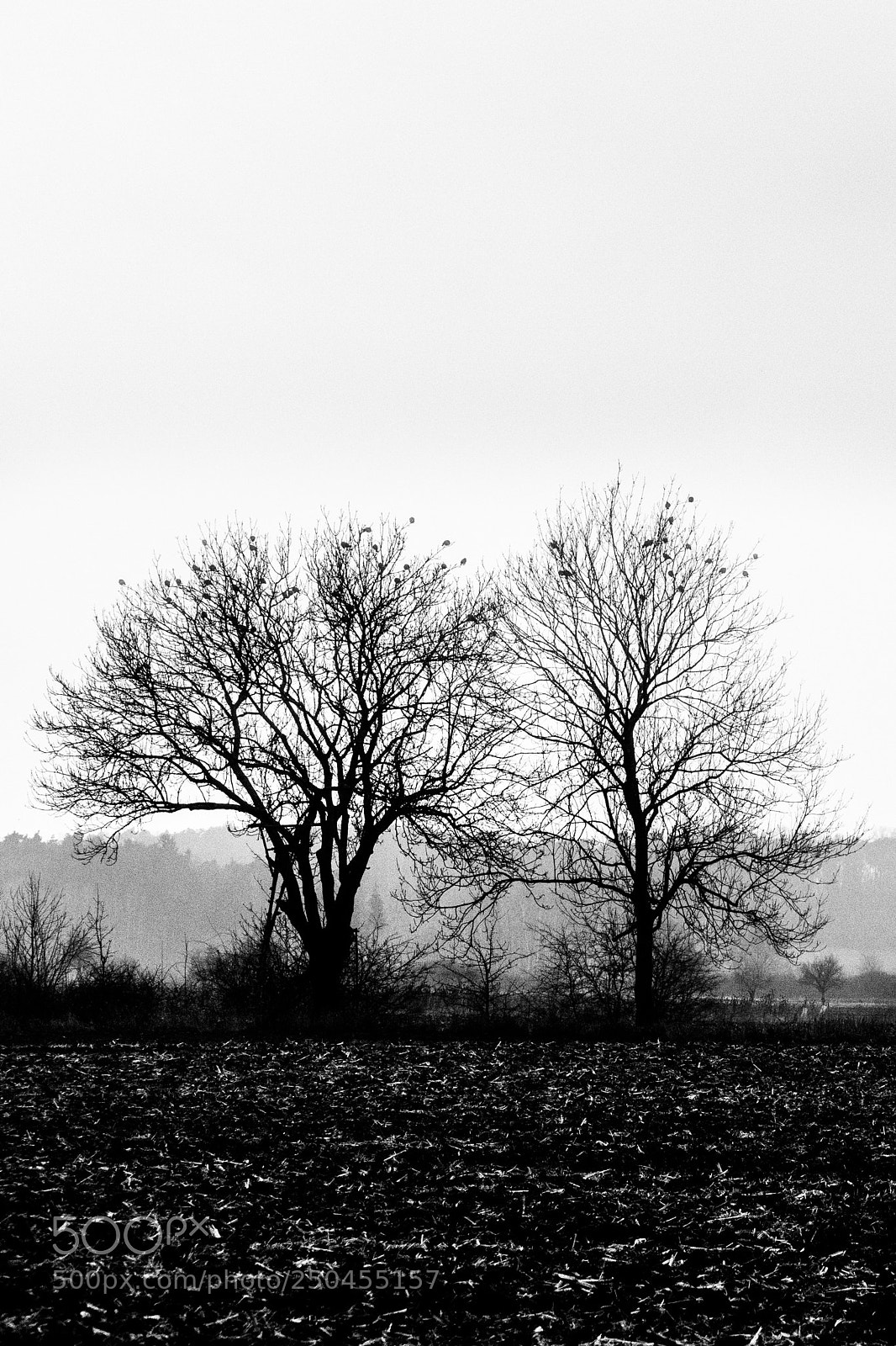 Sony ILCA-77M2 sample photo. Birds photography