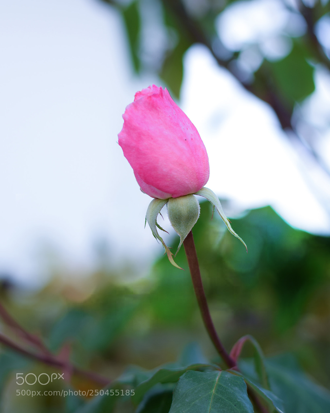 Nikon D5300 sample photo. Lonely rose photography