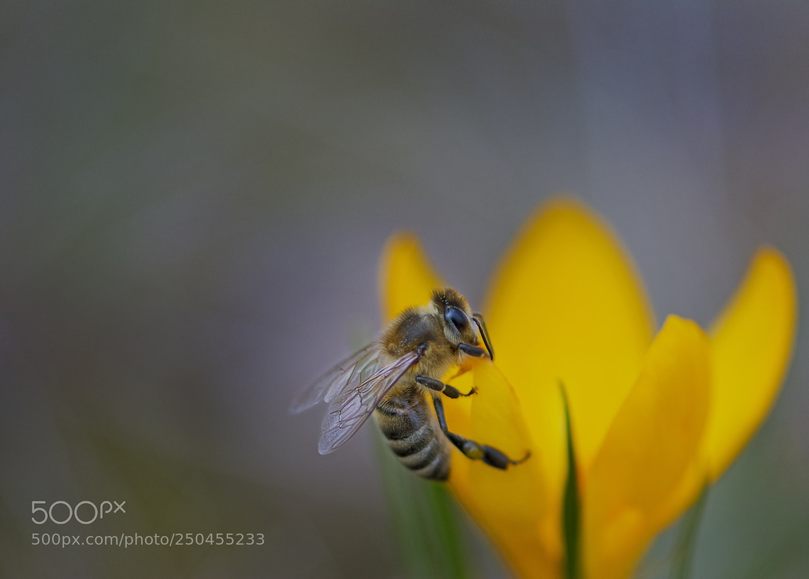 Nikon D5200 sample photo. Honeybee photography