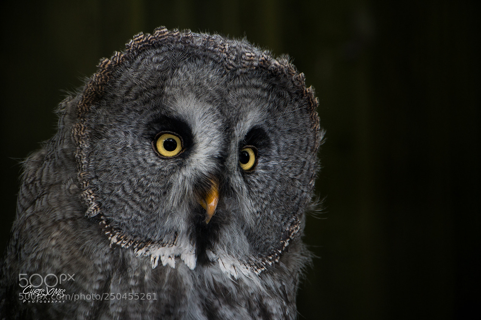 Canon EOS 70D sample photo. Great grey owl photography